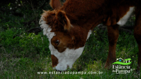 DOS EÓLICOS VIRA P FAZENDA_Moment.00_05_02_17.Quadro532_4ecc51909bc38afa45c65ee83ab26ebad56c4fd0.jpg